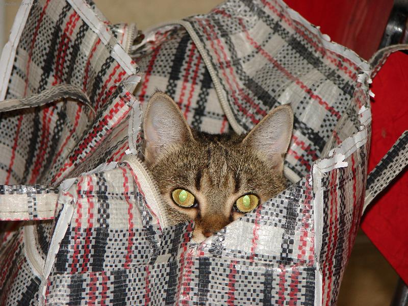 Foto: Kuk-kontrola nákupu