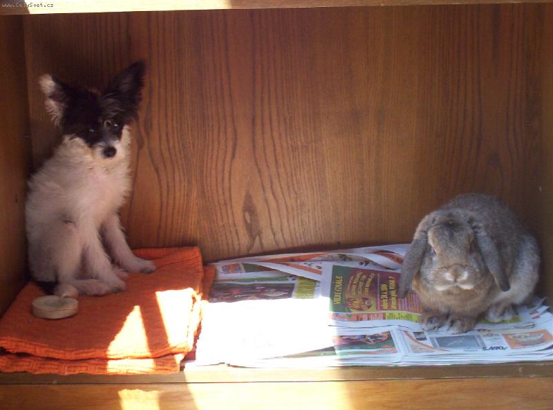 Foto: spolubydlící-spolubydlící