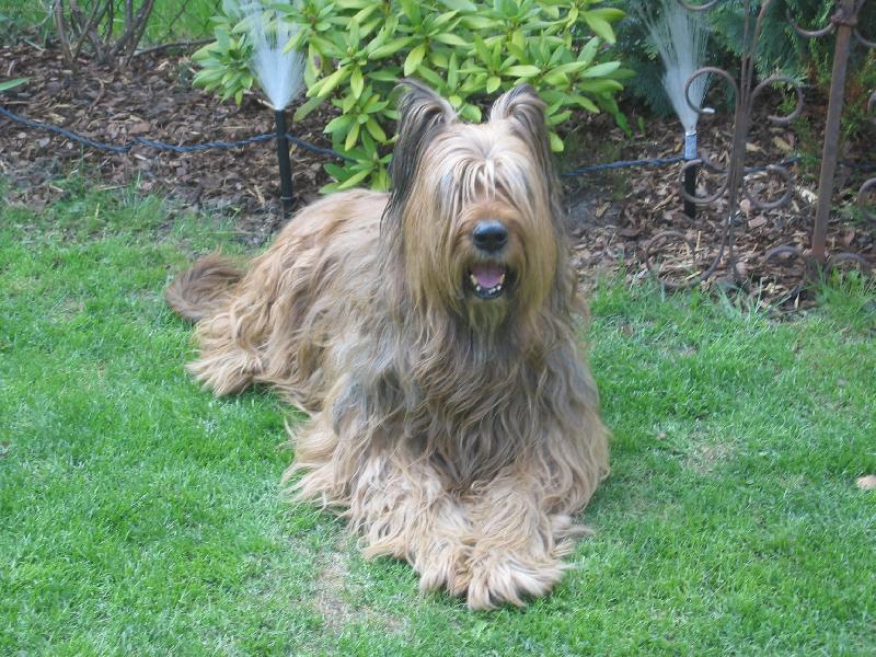 Foto: Stará dáma odpočívá-naše "Paní chlupatá"