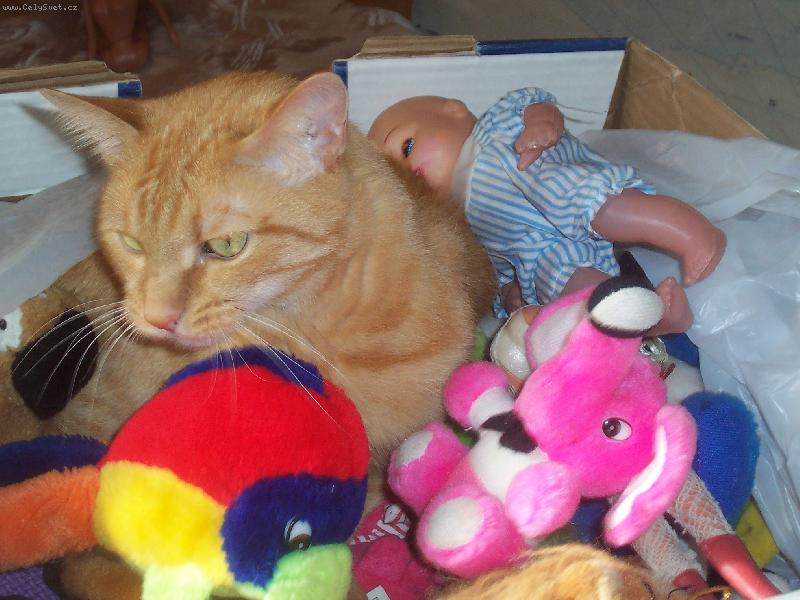 Foto: Plyšounci-Chlupáč k chlupáči sedá...