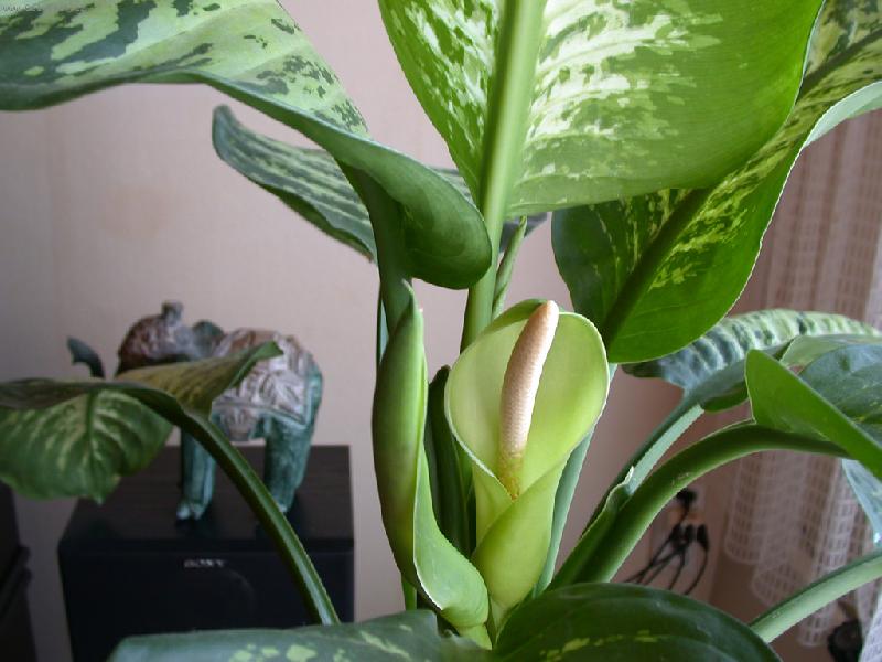 Foto: Konečně vykvetla!-Kvetoucí mramornatka (detail květu a vrcholu)