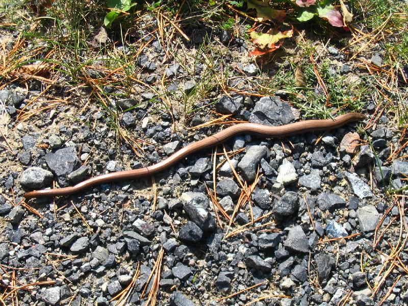 Foto: Užovka-Neboj,nejsem jedovatý!