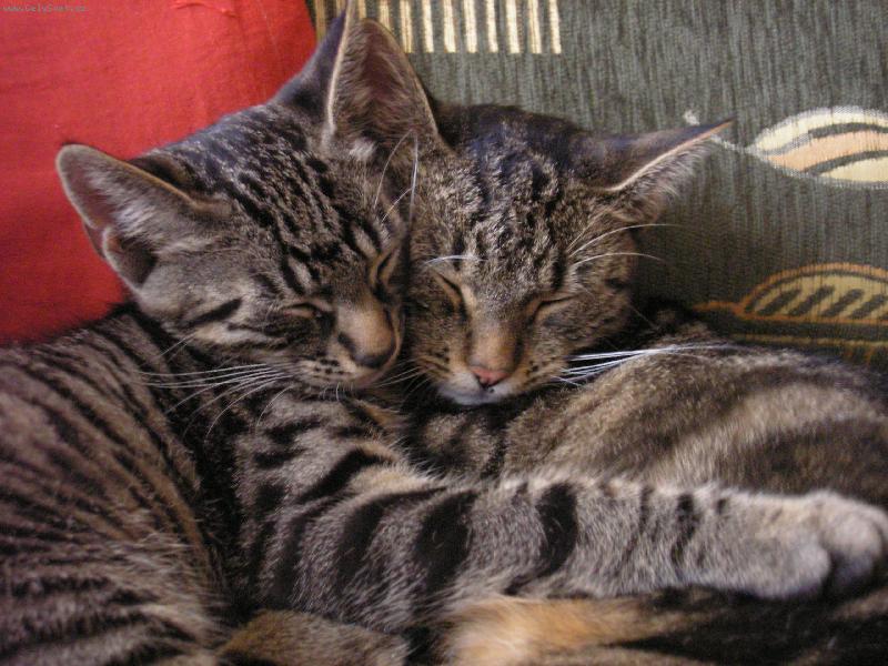 Foto: odpolední šlofík