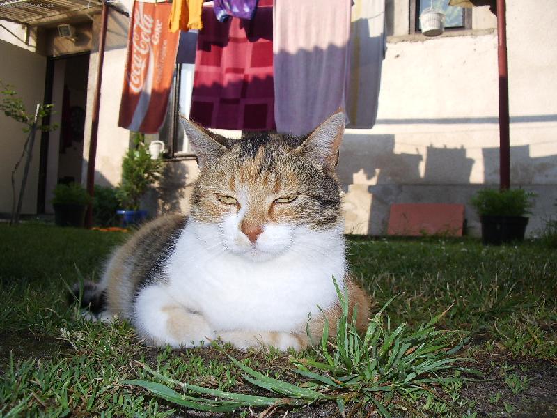 Foto: Super-je to nase kocka domaci