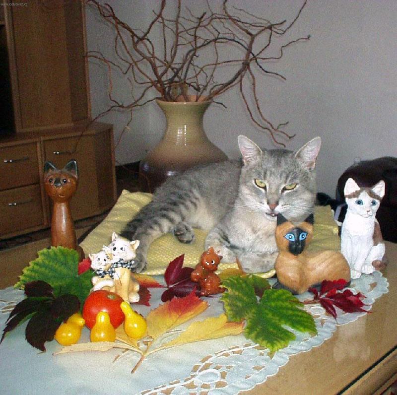 Foto: Zátiší s kocourem-Bobeš na stolku