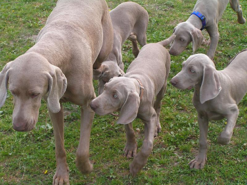 Foto: smečka-fena se štěňaty