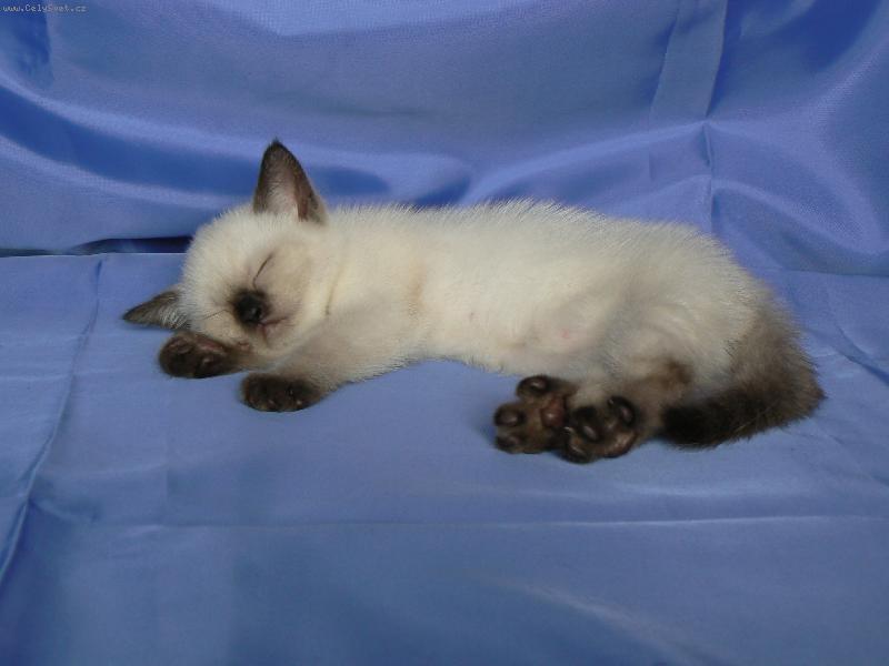 Foto: Dascha Dajeka.CZ-Dascha spí