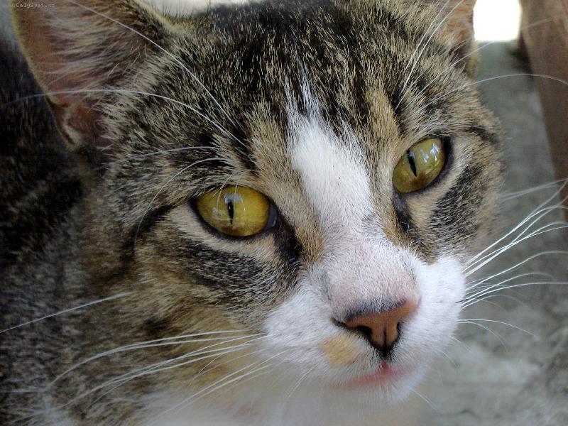 Foto: Jiříkův kukuč