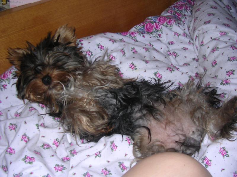 Foto: Spikí po ránu