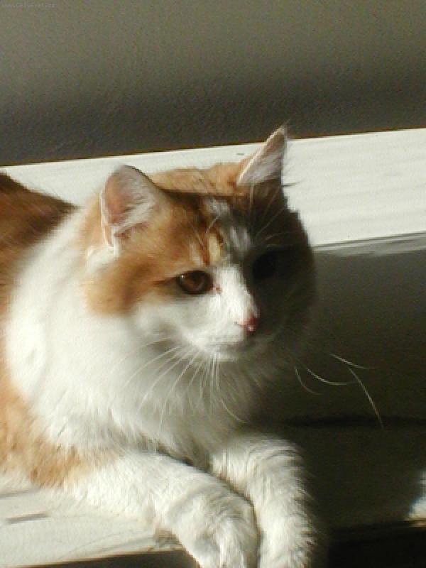 Foto: kocourek zrzek