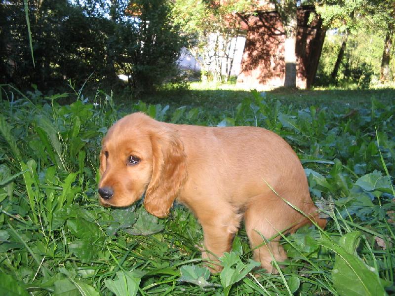 Foto: Štěně kokr-už to nemůžu vydržet