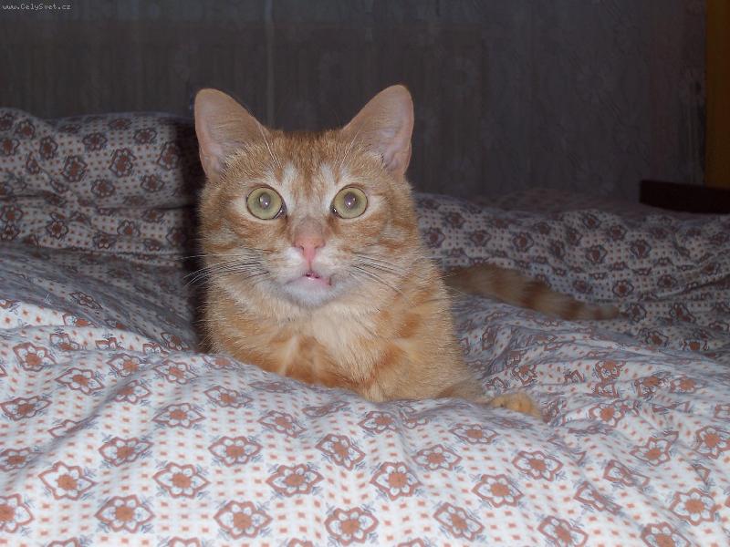 Foto: Honzik-To mám kukadla co?