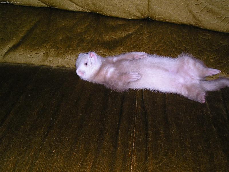 Foto: Fretka pohodářka-Goučink