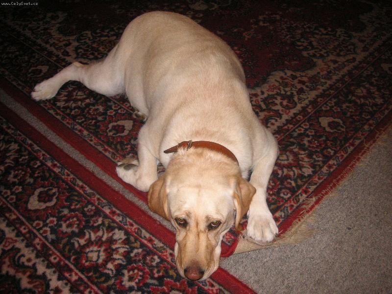 Foto: Bella-znuděná