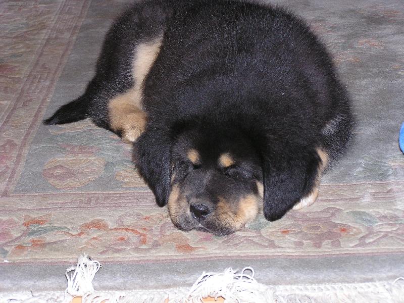 Foto: unavený tibeáček-pejsek TD, 10 týdnů