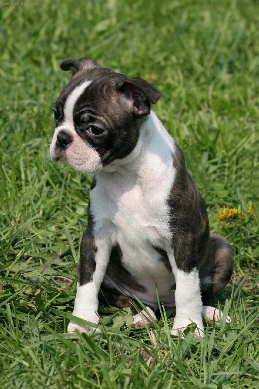 Foto: Gwendolin od Kopce Zebína-Princezna poprvé na výstavě...jen kouká a učí se:-)