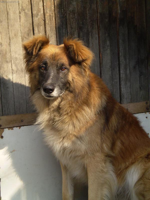 Foto: Pořád jen čekám, až mi někdo přijde otevřít...