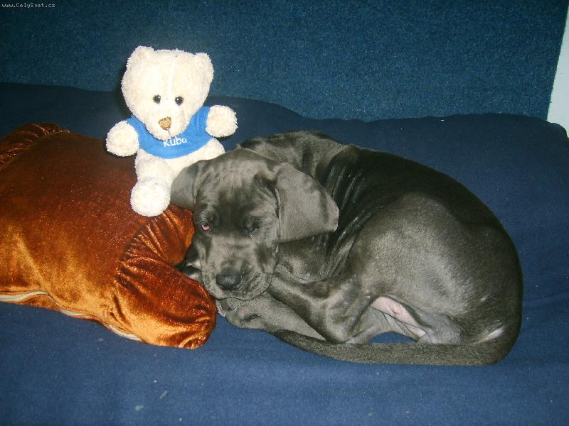 Foto: Vše mám pod kontrolou-Kubíček a polštářek - to nám nesmělo chybět při usínání