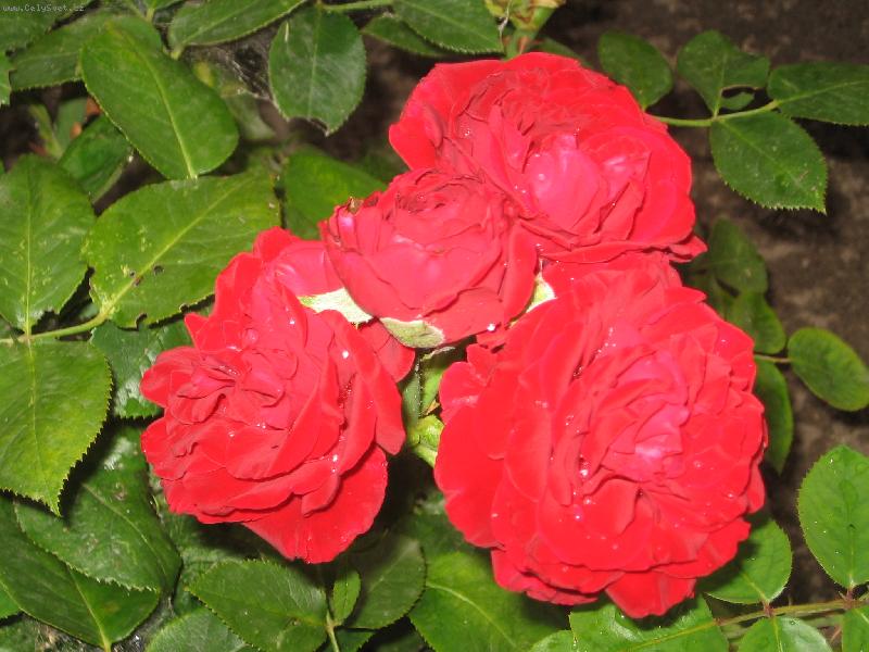 Foto: tři růžičky-tři růžičky