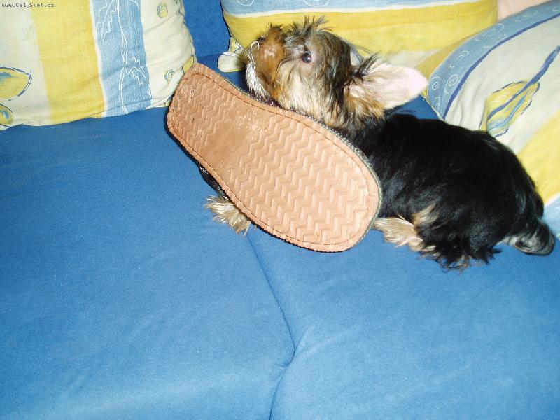 Foto: to přece vůbec nevadí, že je větší než já!!!