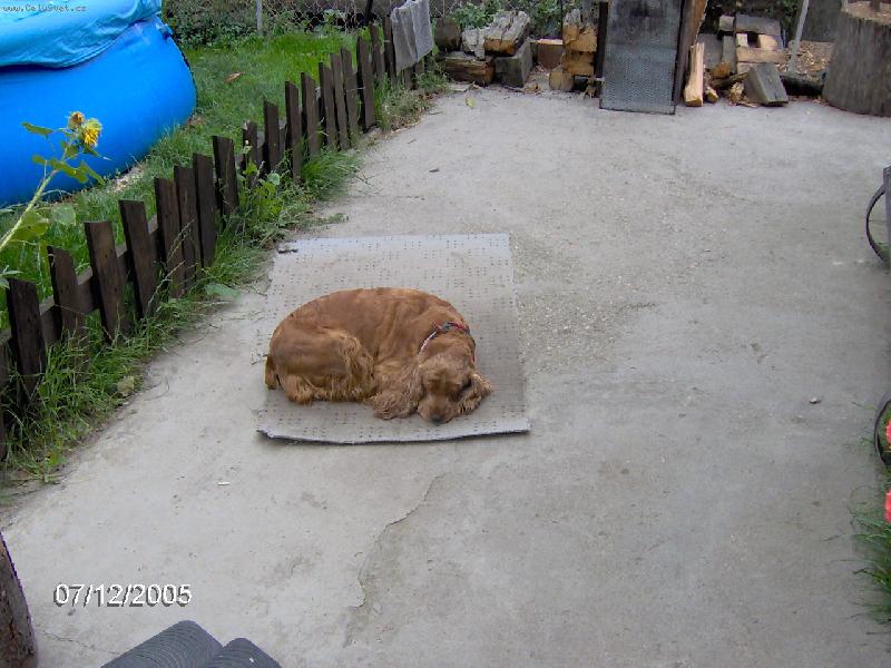 Foto: moje zlatíčko