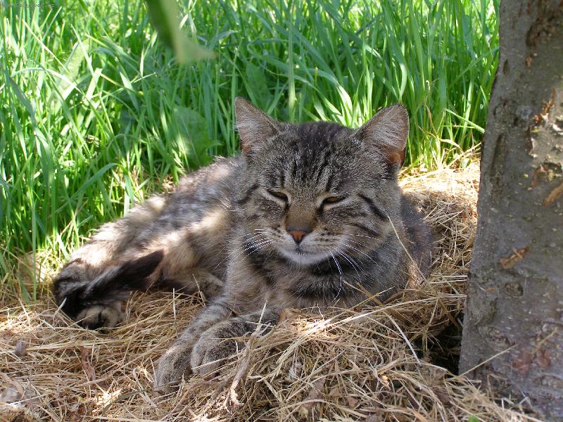 Foto: Matýsek-Není nad odpolední odpočinek:-))