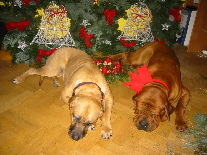 Foto: Blíží se vánoce-Anežka a Akagi