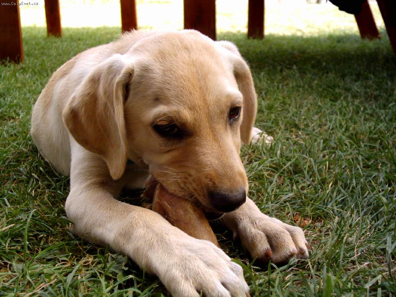 Foto: Jassica-Naše Jassica ve 3 měsících