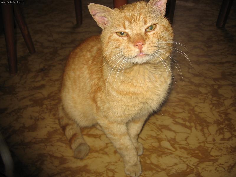 Foto: ..Micinek..-tak takle se tvařim když chci mňamku:o))