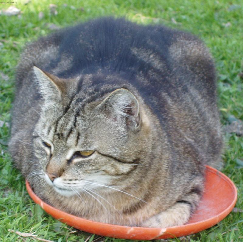 Foto: Stařenka a létající talíř-nedám, hrej si s něčím jiným