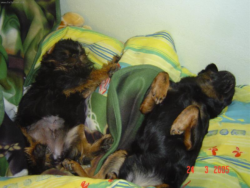 Foto: SIESTA-TAK TAKHLE ODPOČÍVÁME ZATÍM CO OSTATNÍ BĚHAJÍ PO ZAHRADĚ.tAKŽE JSME VYUŽILI jÁ(iťa)A DEBINKA TROCHU KLIDU.TO JE ŽÚŽO