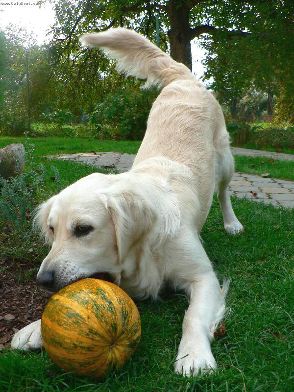 Foto: Eminka s dýní :-)