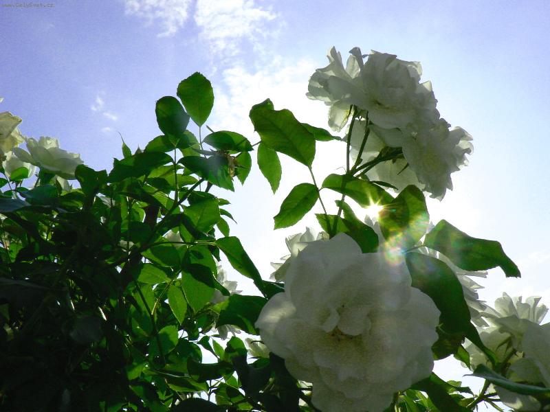 Foto: Růžička v naší zahrádce