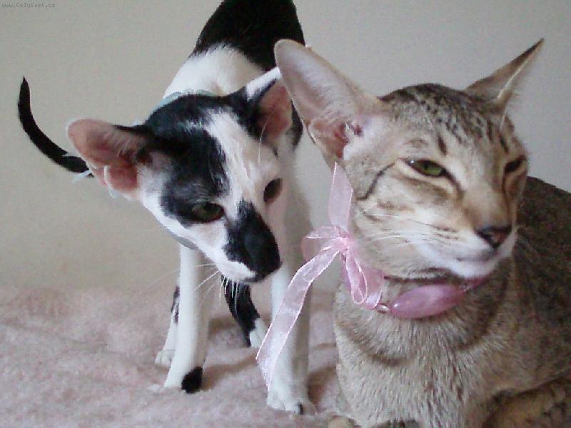 Foto: Oríček a Tapička