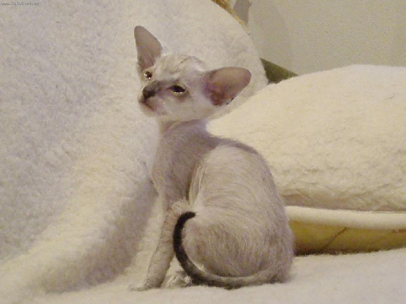 Foto: Amon Ré Gusanera*CZ