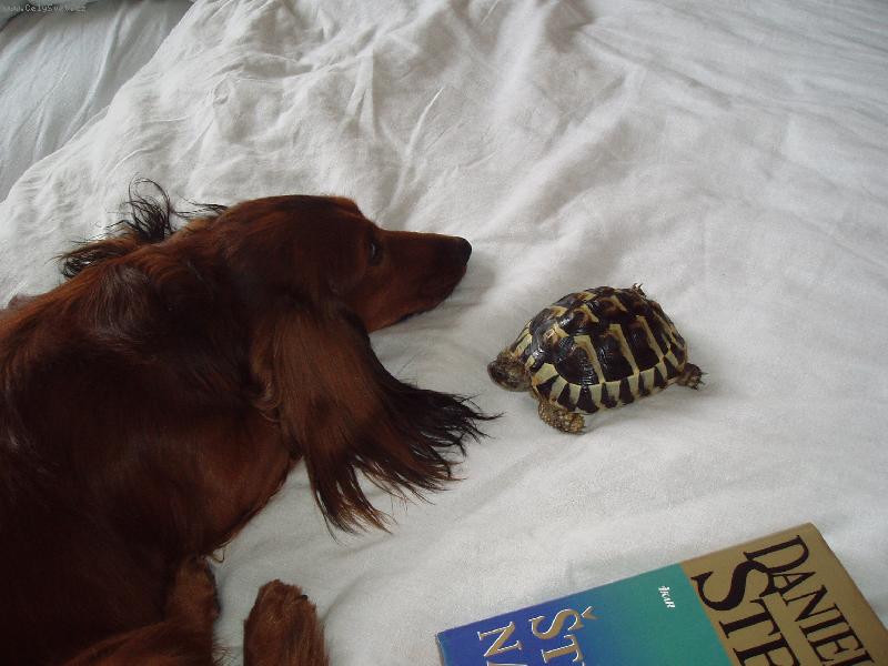 Foto: kamarádství-myslel jsem si, že už v posteli není místo pro další zvířátko, jsem zkrátka tolerantní.