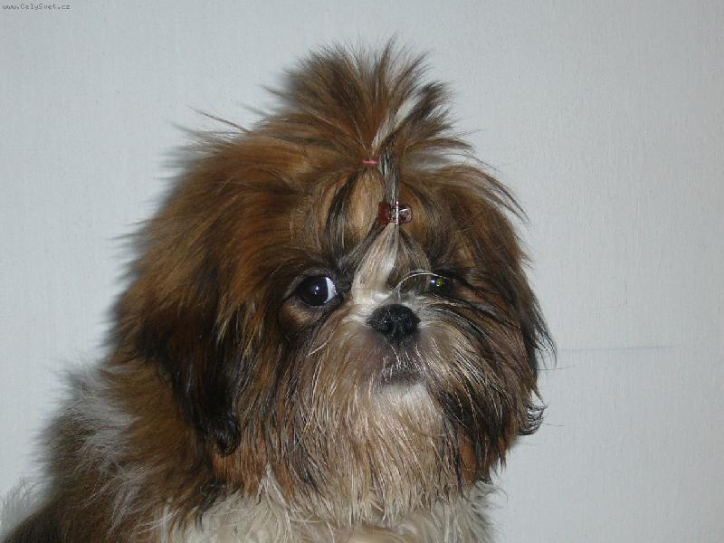 Foto: Chewy ze Slavonína-Moje Káča...