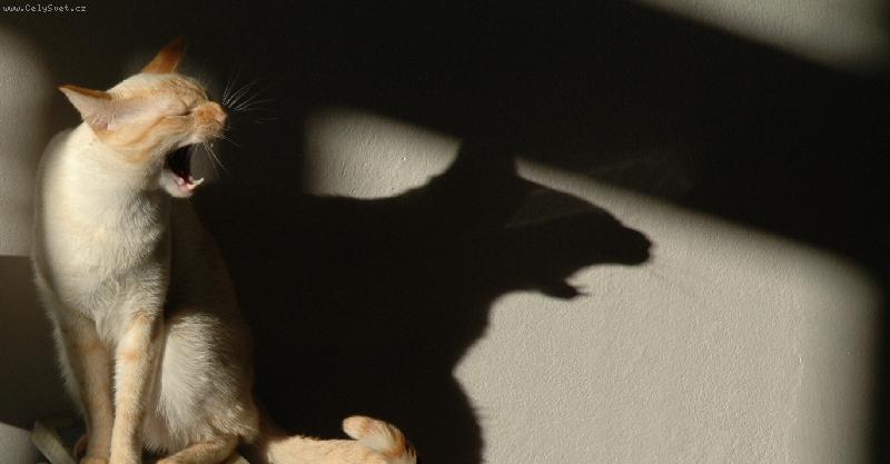 Foto: Ďábel_2-kočka a stín