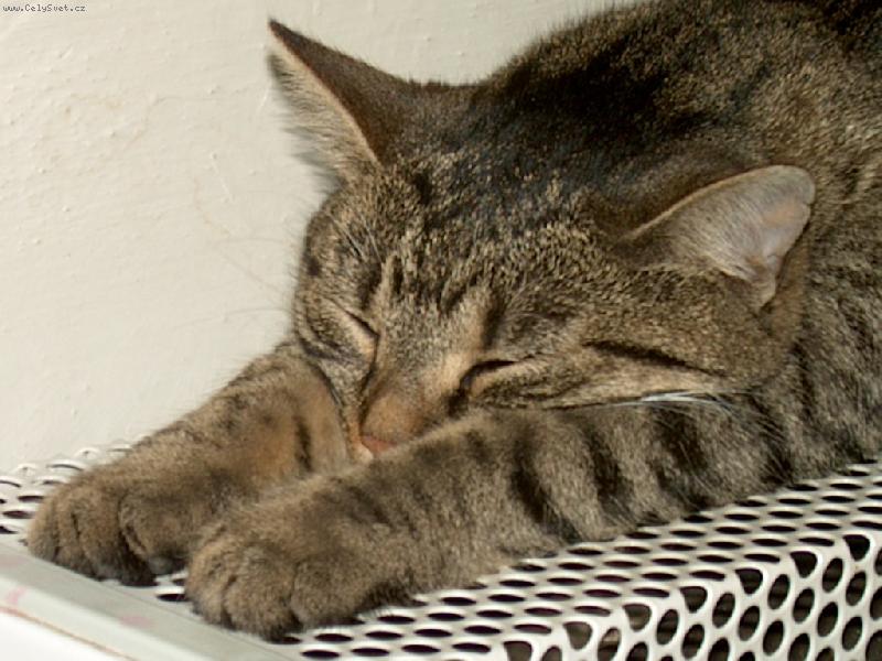 Foto: Elvira-topeni..