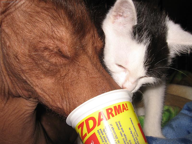 Foto: Jogurtík, to je naše-Jedík a Pampalínek