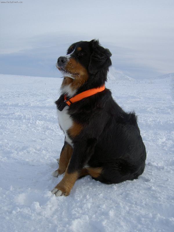 Foto: Ambra-Ambra v zimě (za sebou má sněžku) =D