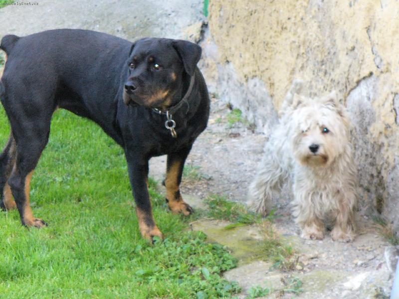 Foto: Westík Benníček a jeho bodyguard rotwajlerka Nellynka-Dva nerozluční kamarádi