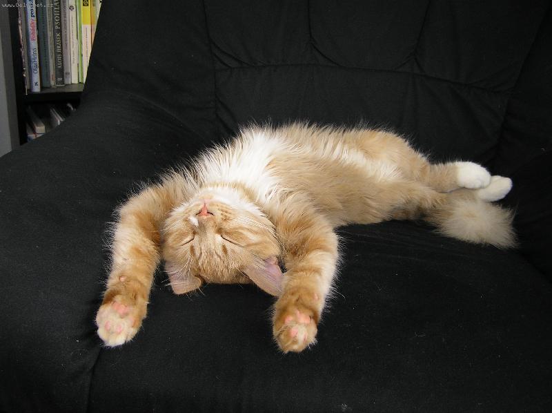 Foto: Bezstarostný spánek