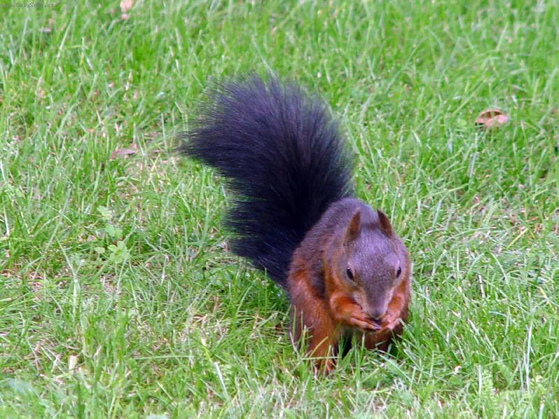 Foto: Veverička-V záhrade schonbrunnského zámku vo Viedni