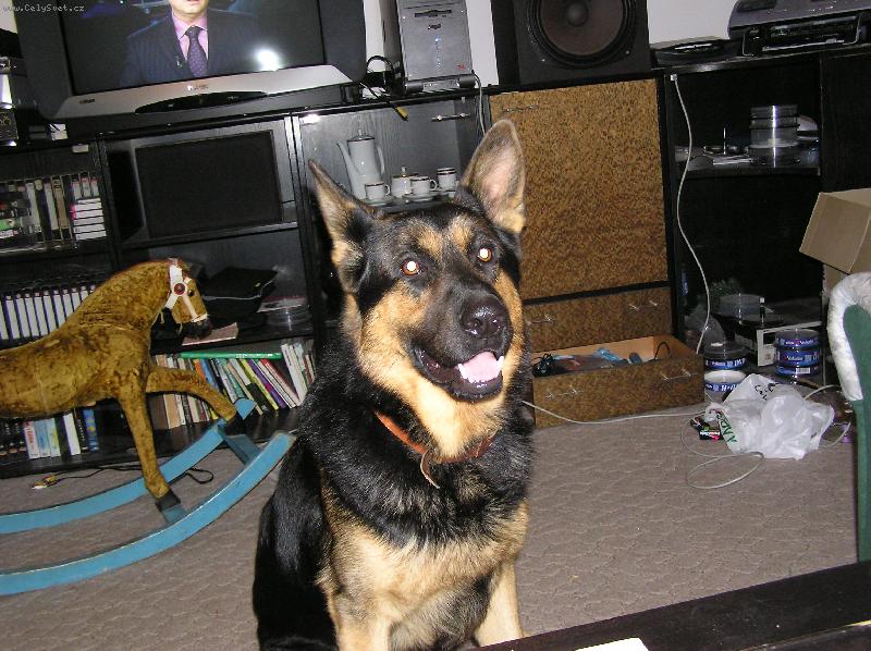 Foto: benik-benyš sedi a kouka