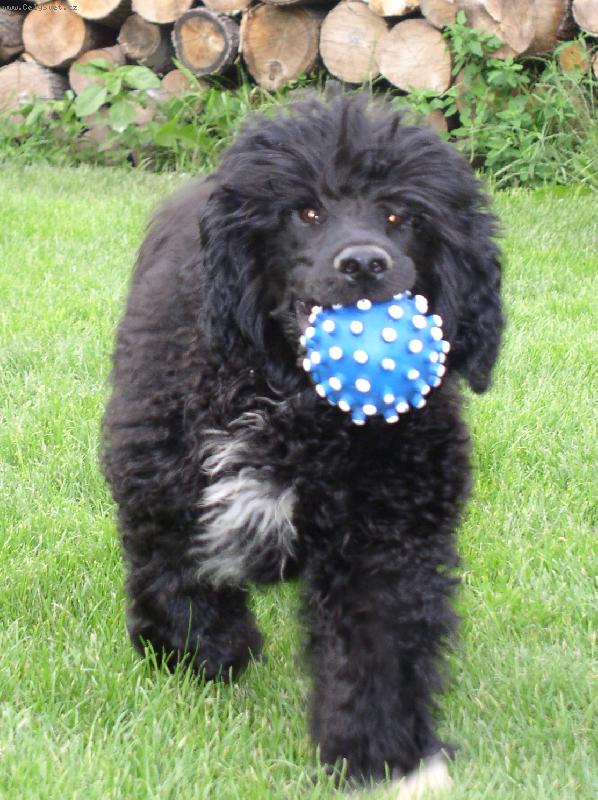 Foto: jsem výborný aportér-mladý portugal při hře