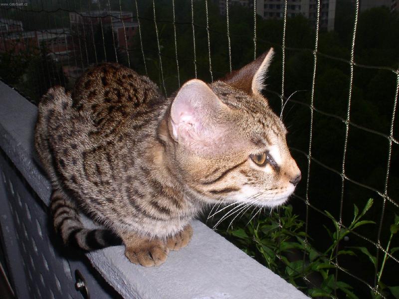 Foto: Savanová kočka