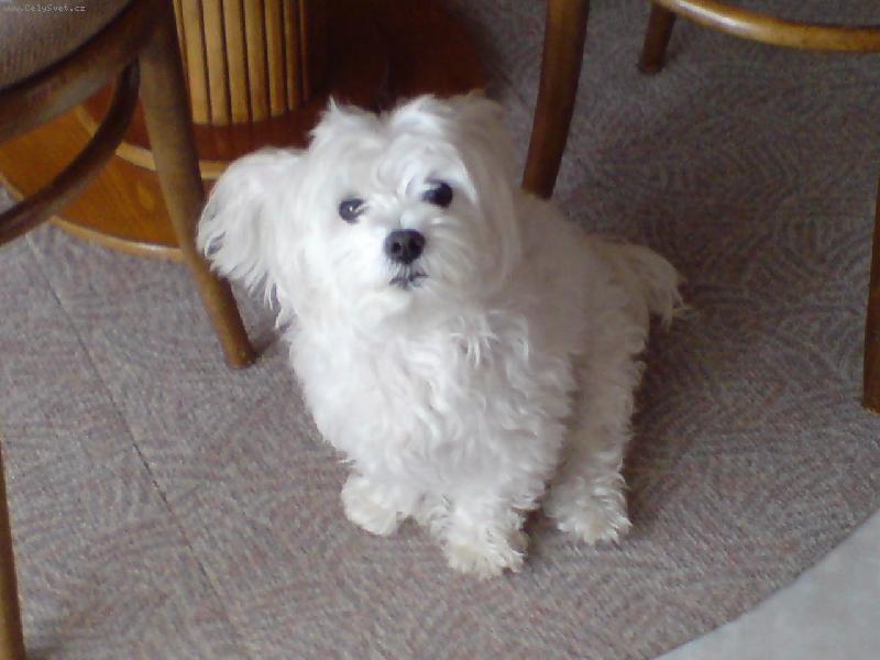 Foto: Andy...bílý krásný anděl