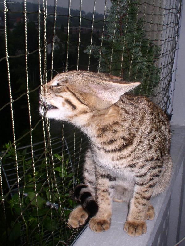 Foto: Savanová kočka