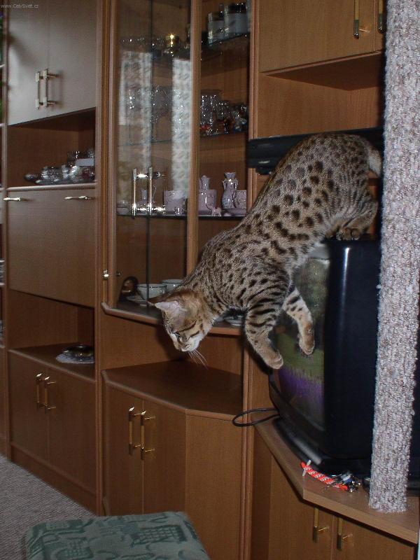 Foto: Savanová kočka 3